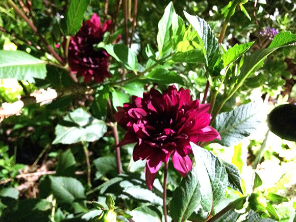 flower_2205c.jpg