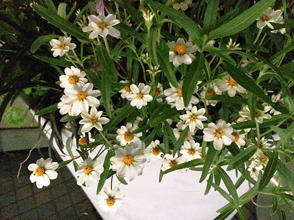 flower_2255b.jpg