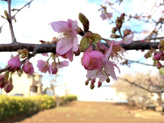 flower_265a.jpg