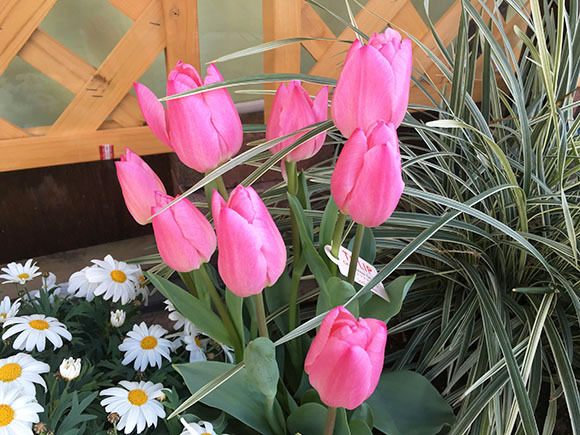 flower_3771b.jpg