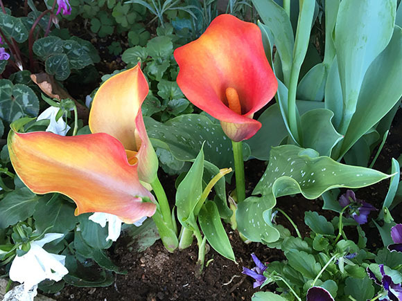 flower_3789b.jpg