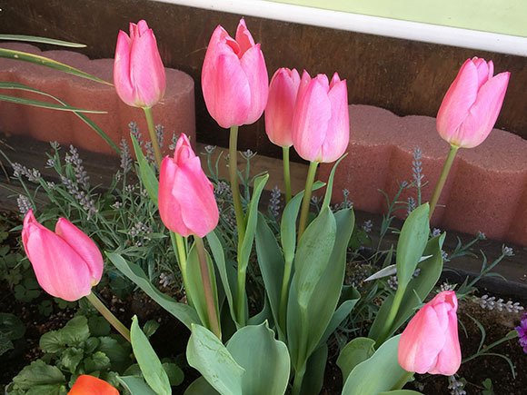 flower_3792b.jpg
