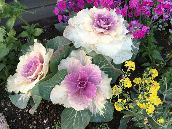 flower_3808b.jpg