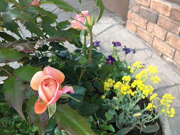 flower_3822b.jpg