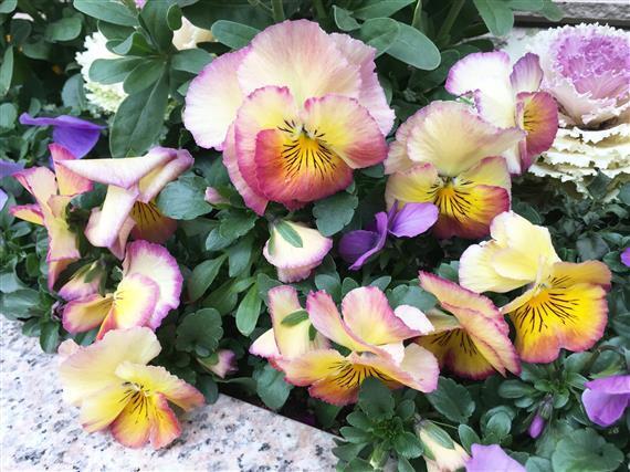 flower_5587a.jpg