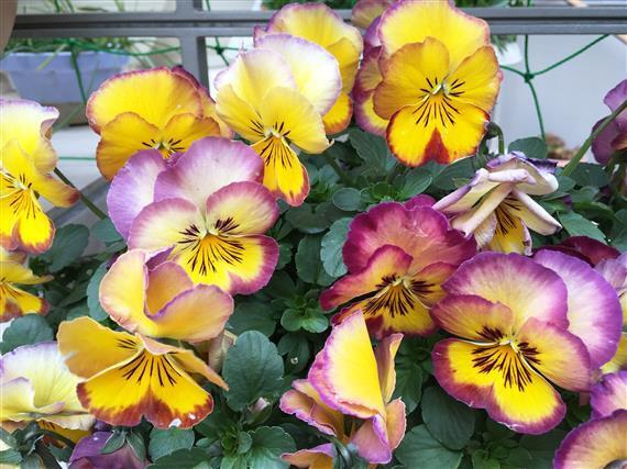 flower_5595a.jpg