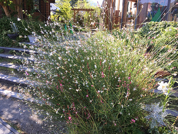 flower_6250b.jpg