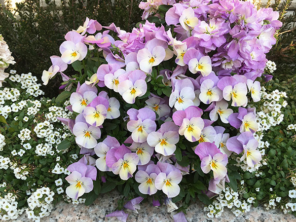 flower_6389c.jpg