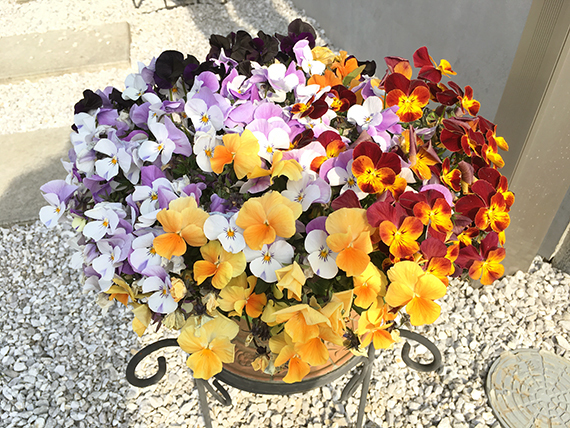 flower_6507b.jpg