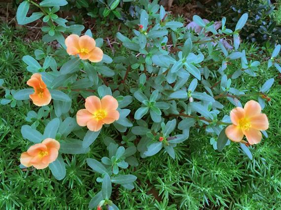 flower_7805a.jpg