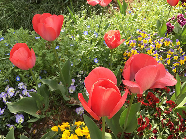flower_7864b.jpg