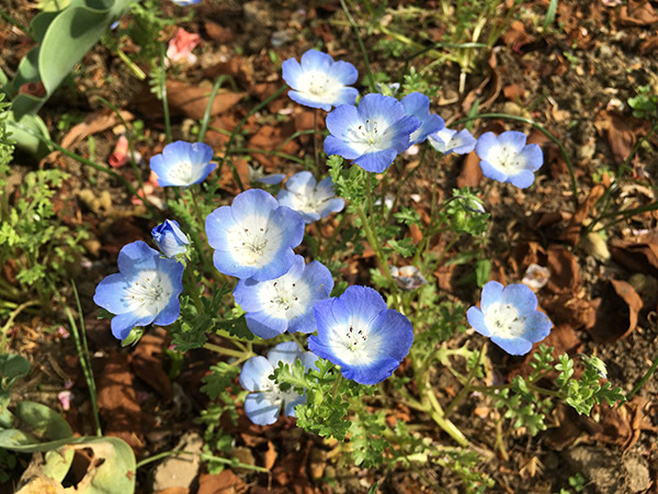 flower_7869a.jpg