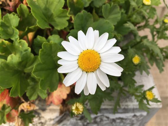 flower_8261.JPG