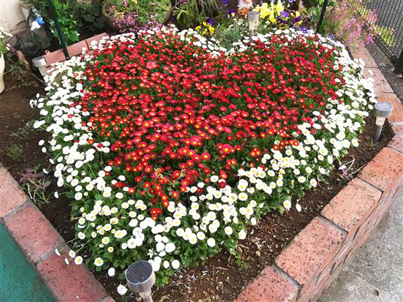 flower_8289a.jpg