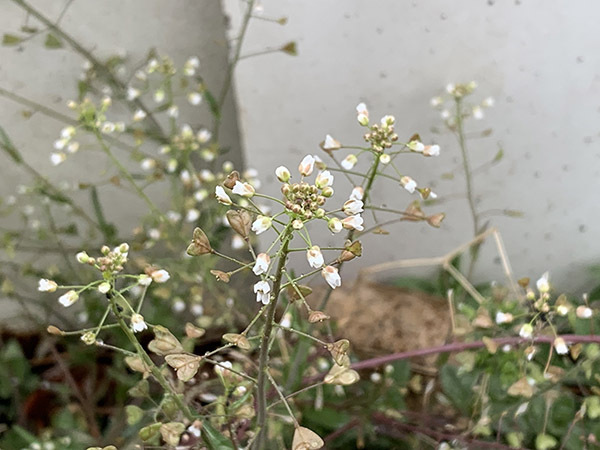 flower_8698a.jpg