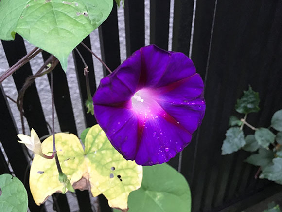 flower_8778b.jpg