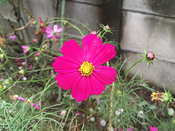 flower_8795a.jpg