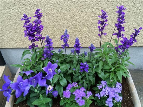 flower_9226a.jpg