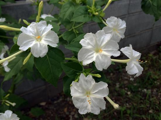 flower_9242a.jpg
