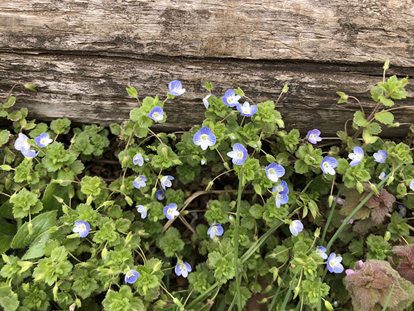 flower_9251b.jpg