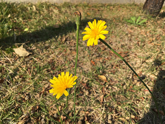 flower_9512b.jpg