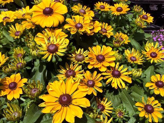 flower_IMG_8051a.jpg