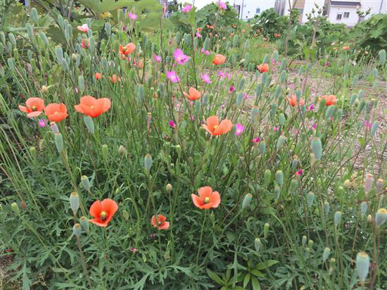 flower_IMG_8337a.jpg