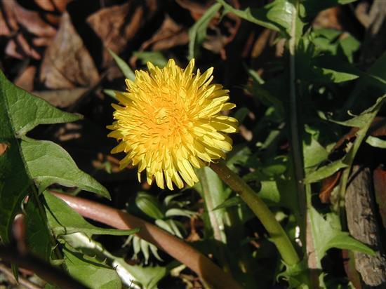 flower_P1010131a.jpg