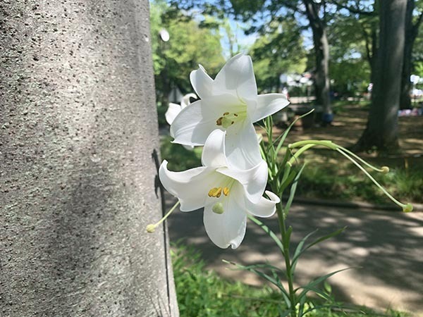 flowers_0301a.jpg
