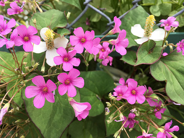 flowers_1692a.jpg