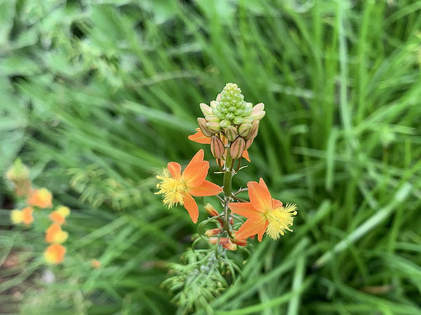 flowers_8060a.jpg