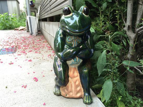 frog_025a.jpg