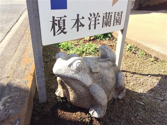 frog_122a.jpg