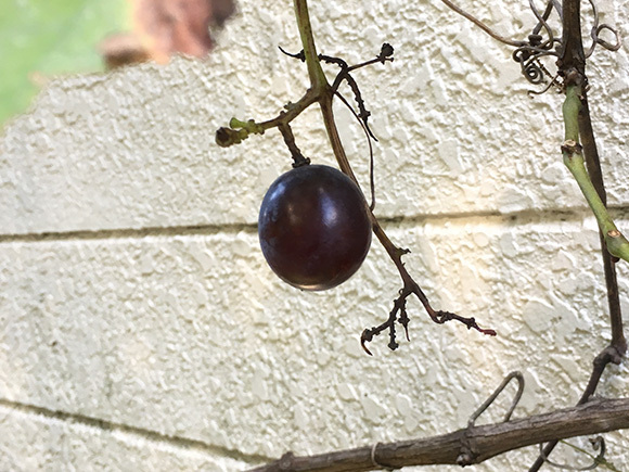 fruit_7646a.jpg
