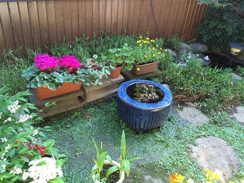 garden_6171.JPG