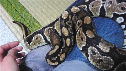 hebi_007a.jpg
