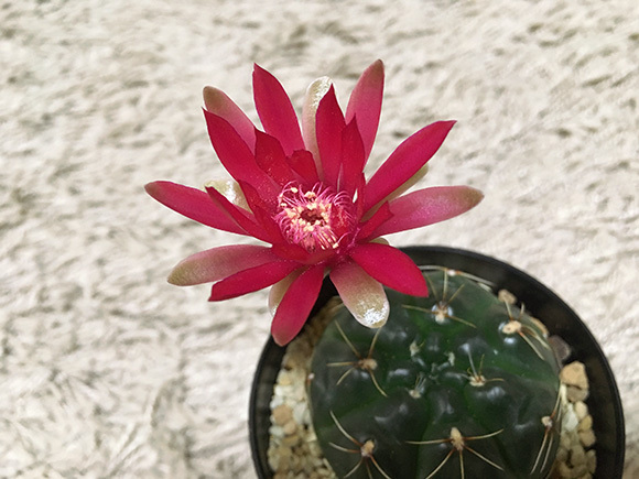 hikadama_6851b.jpg