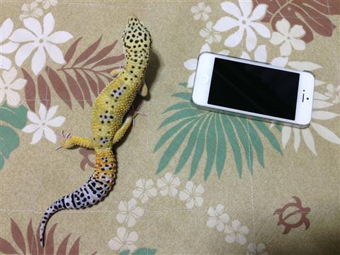 hyoumon-20130807_3166a.jpg