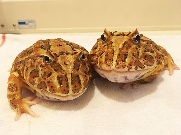 kaki-biwa_5170b.jpg