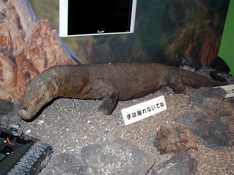 komodo_P8200020a.jpg