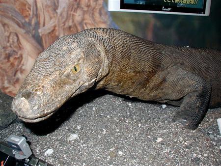 komodo_P8200021a.jpg