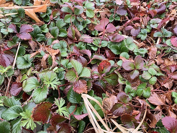 leaf_8688a.jpg