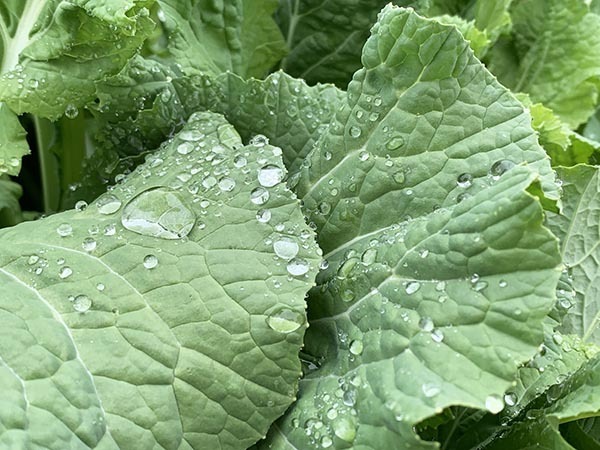 leaf_8691a.jpg