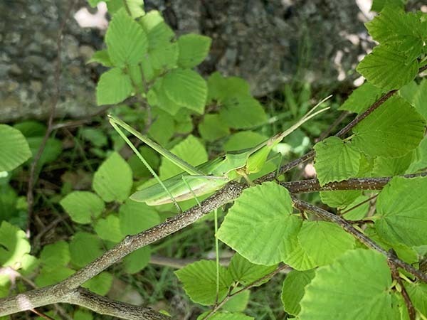 mushi_0285a.jpg
