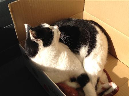 neko_0180.JPG