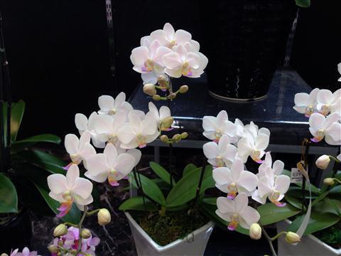 ofp_5723a.jpg