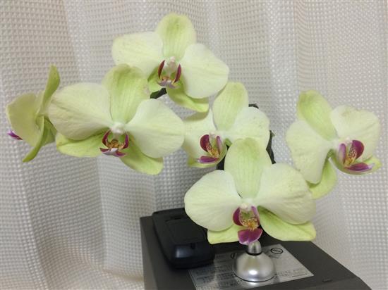 orchid_097a.jpg