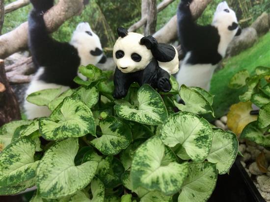 panda_188a.jpg