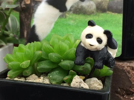 panda_195a.jpg