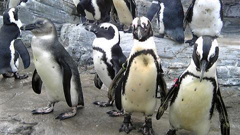 pengin_070a.jpg